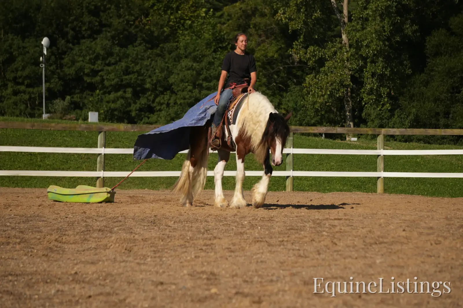 Turbo Gelding Gypsy Vanner - Photo 6