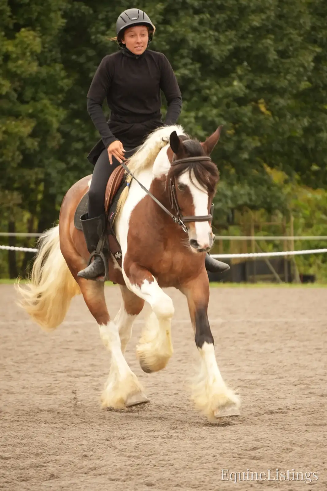 Turbo Gelding Gypsy Vanner - Photo 7