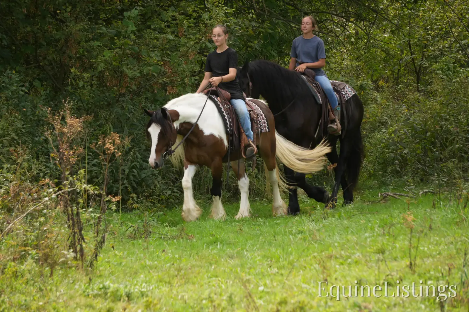 Turbo Gelding Gypsy Vanner - Photo 9