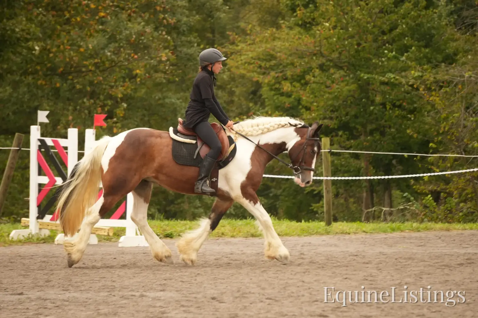 Turbo Gelding Gypsy Vanner - Photo 10