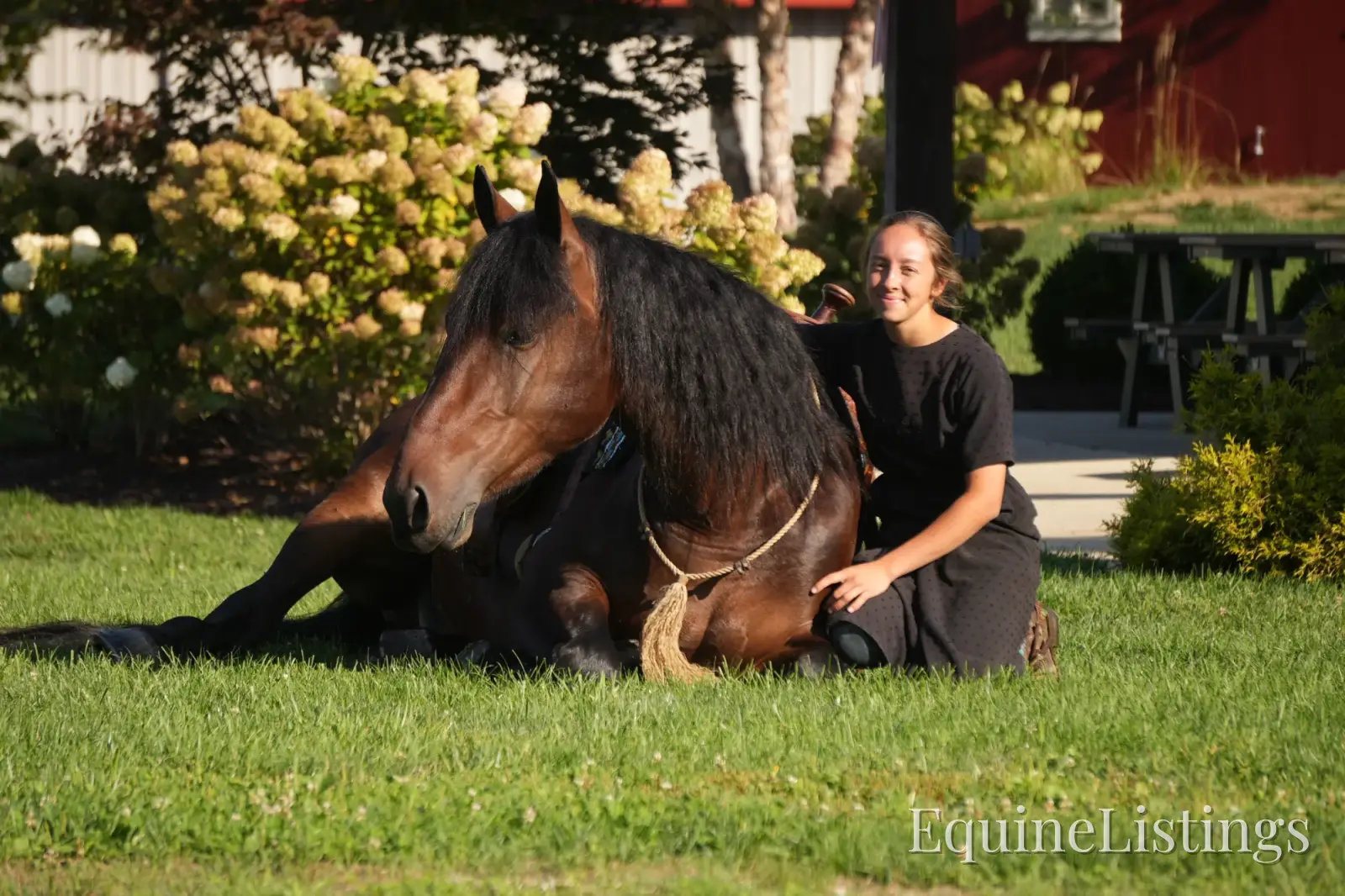Memphis Bay Gelding Draft Cross