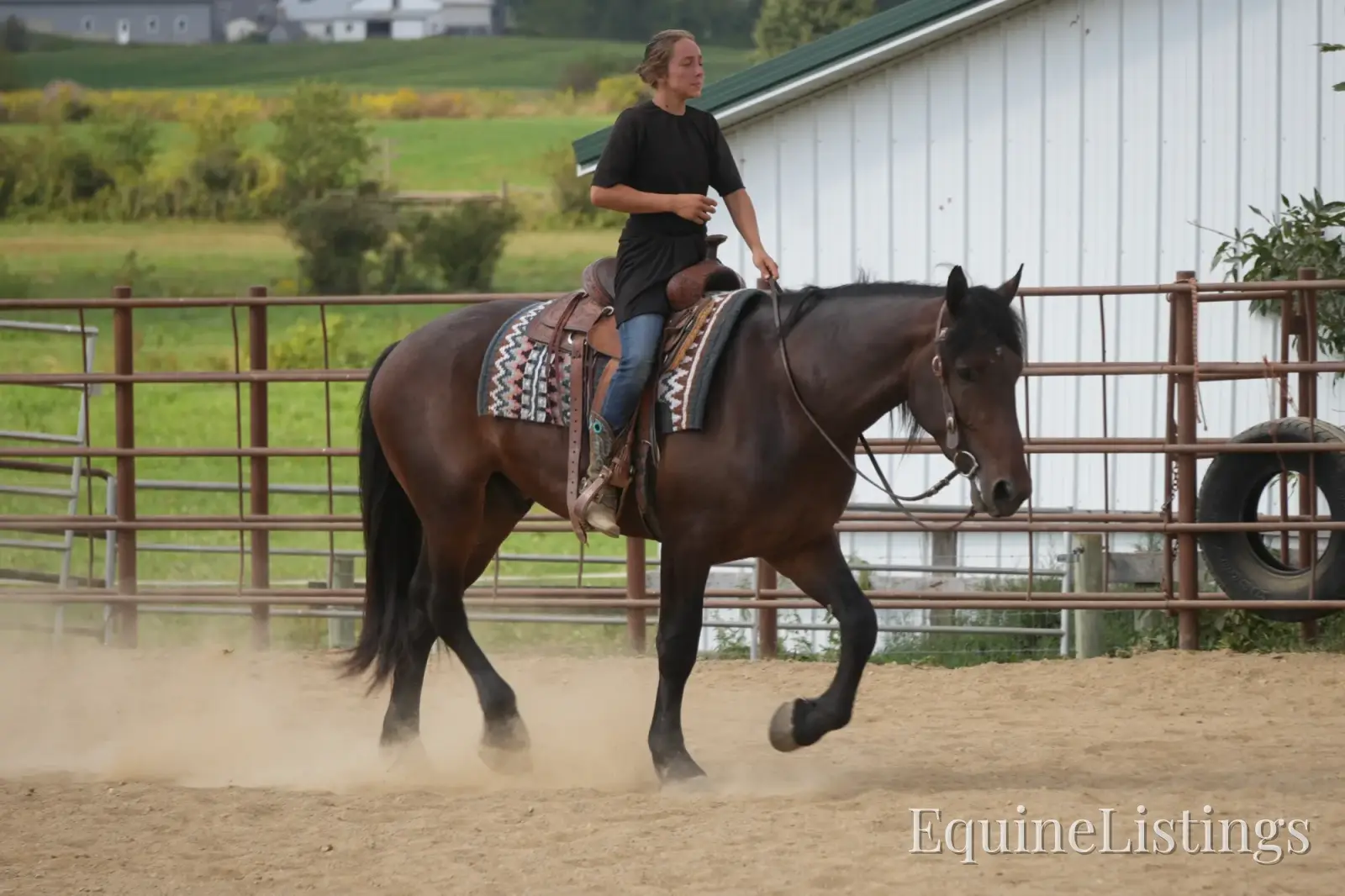Memphis Bay Gelding Draft Cross - Photo 11