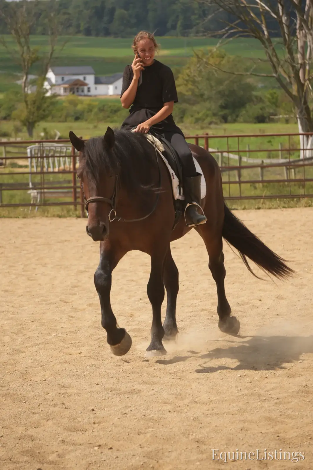Memphis Bay Gelding Draft Cross - Photo 12