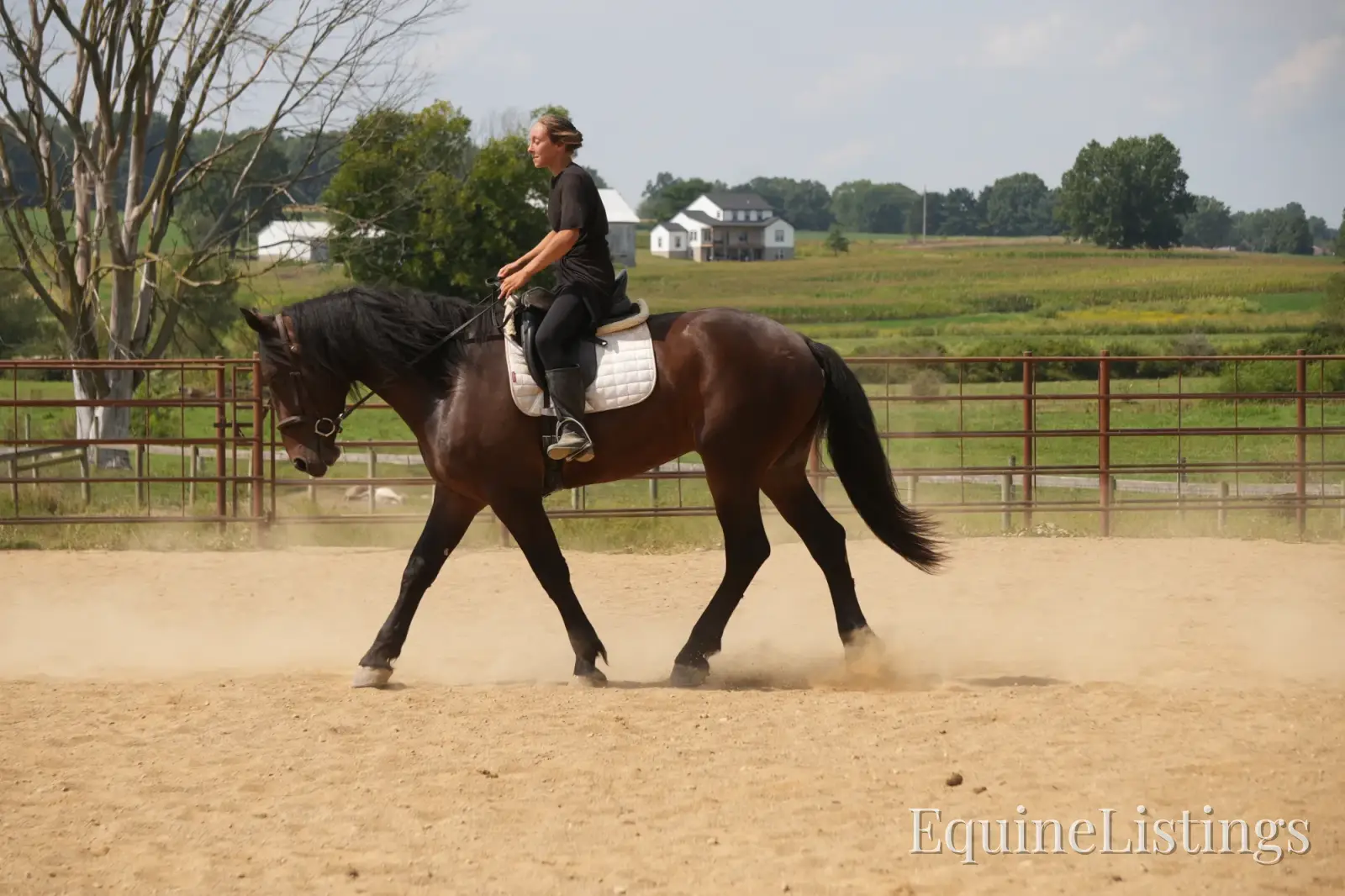 Memphis Bay Gelding Draft Cross - Photo 13
