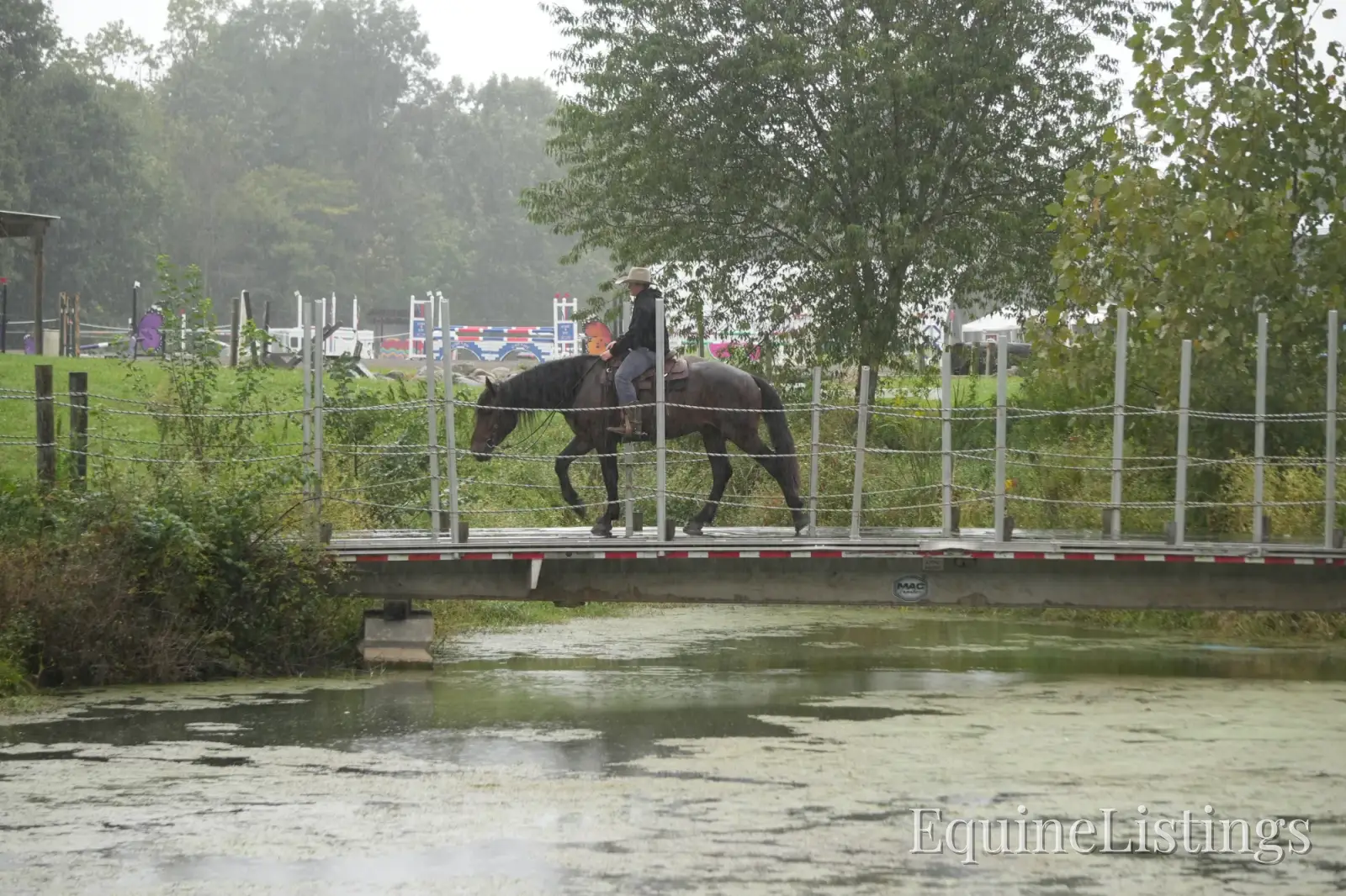 Memphis Bay Gelding Draft Cross - Photo 14
