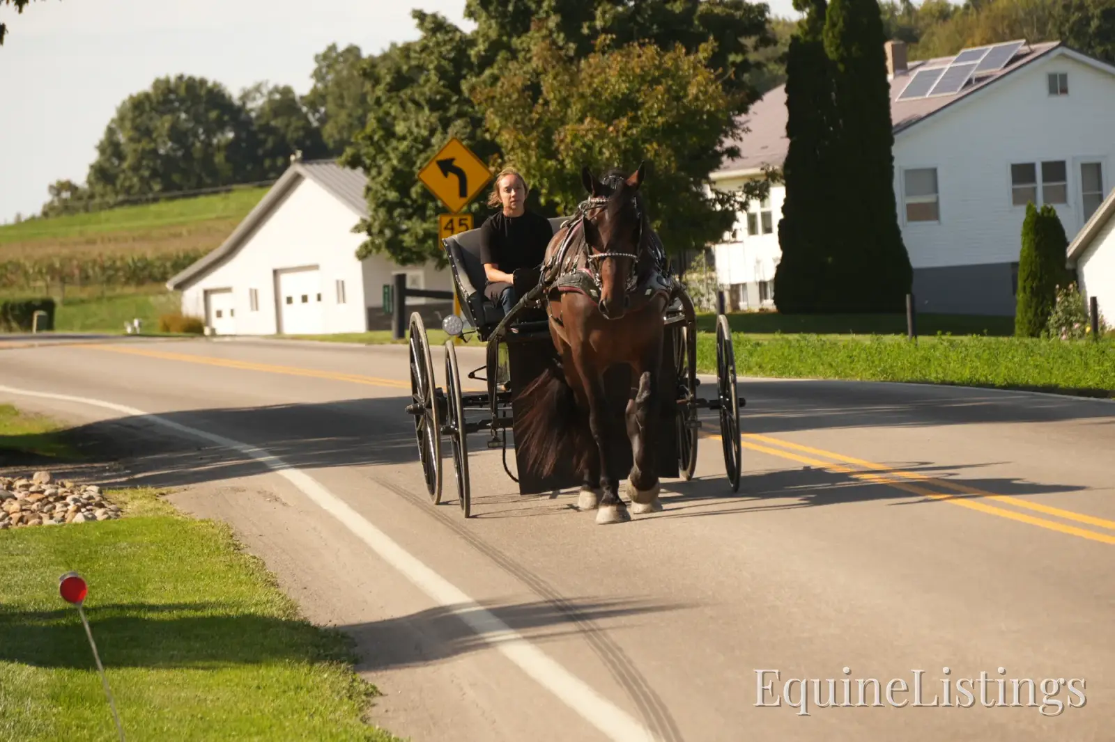 Memphis Bay Gelding Draft Cross - Photo 15