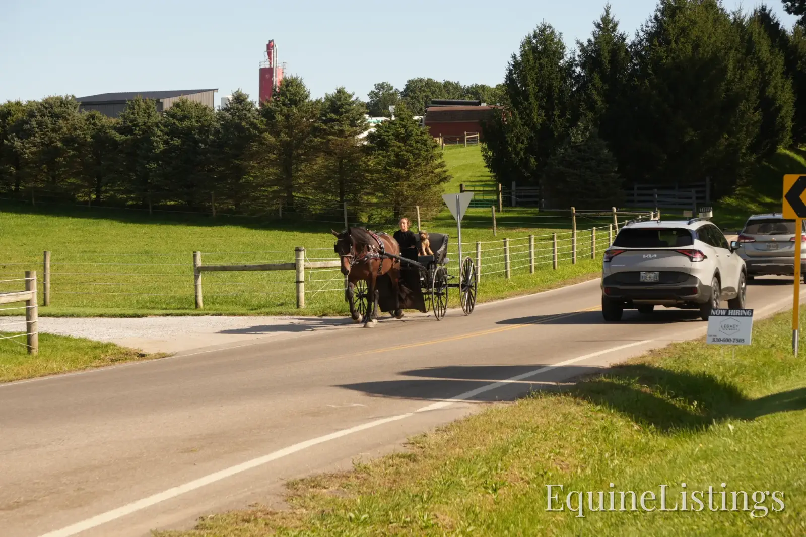 Memphis Bay Gelding Draft Cross - Photo 16