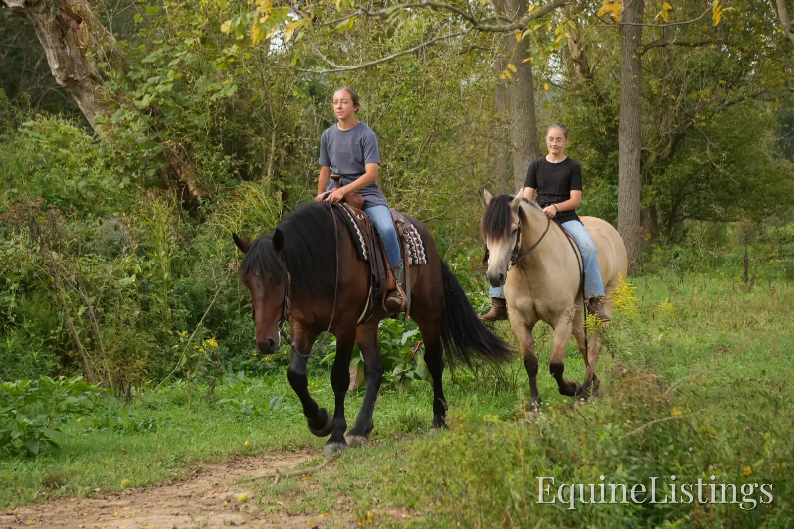 Memphis Bay Gelding Draft Cross - Photo 17