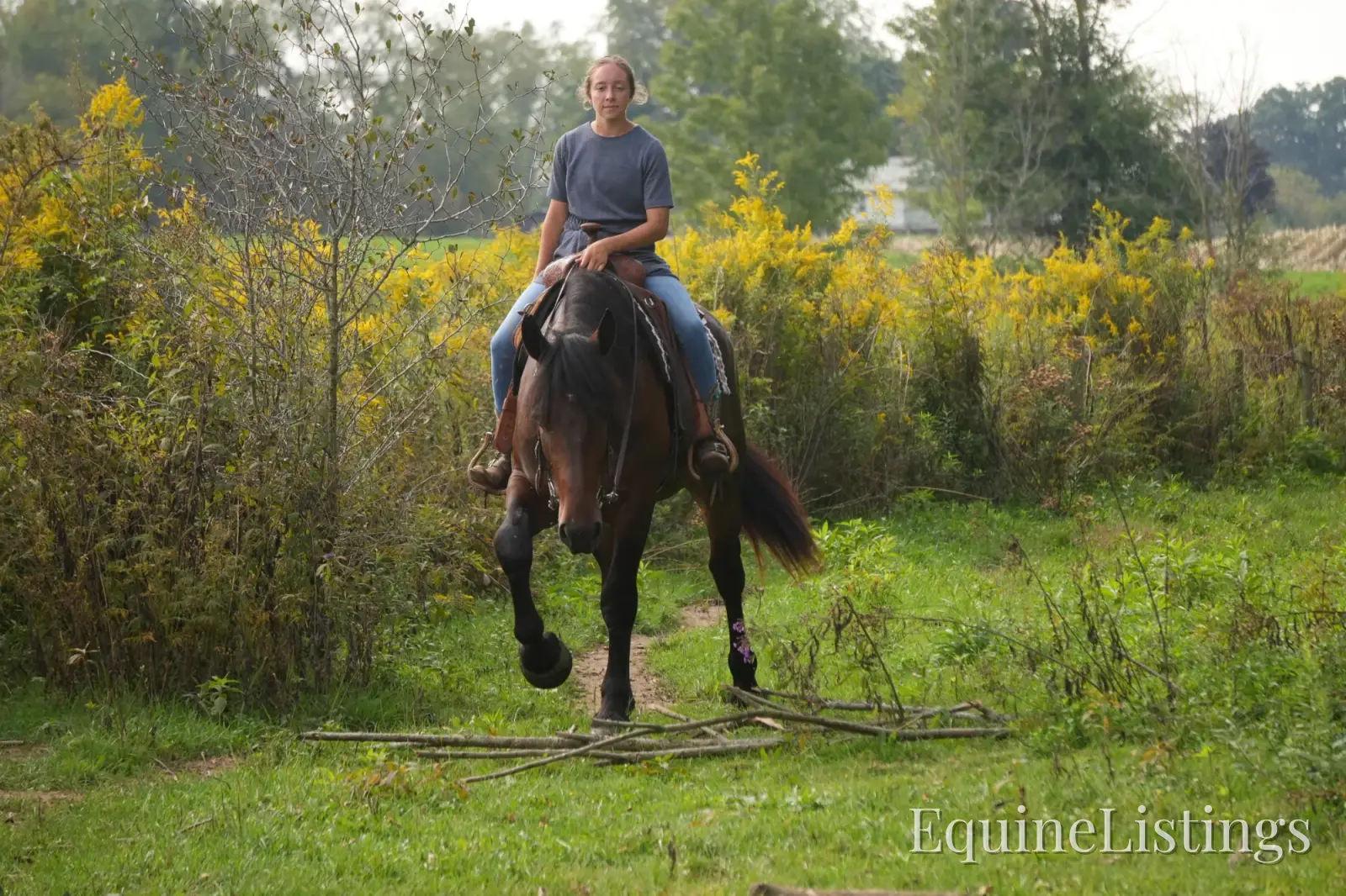 Memphis Bay Gelding Draft Cross - Photo 18