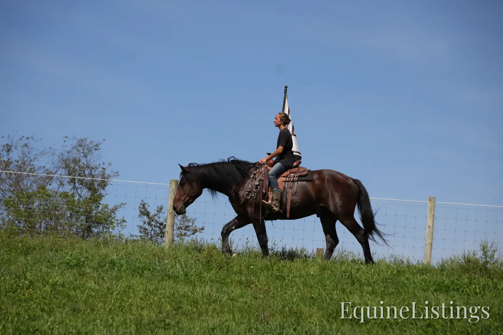 Memphis Bay Gelding Draft Cross - Photo 2