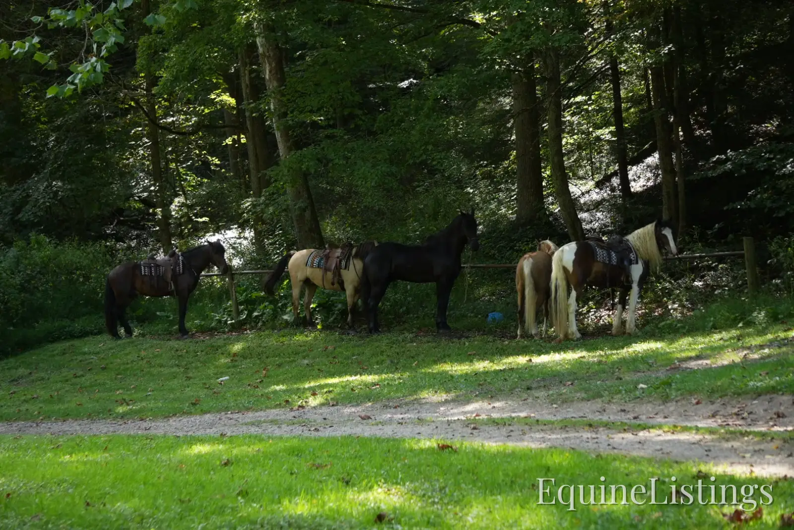 Memphis Bay Gelding Draft Cross - Photo 3