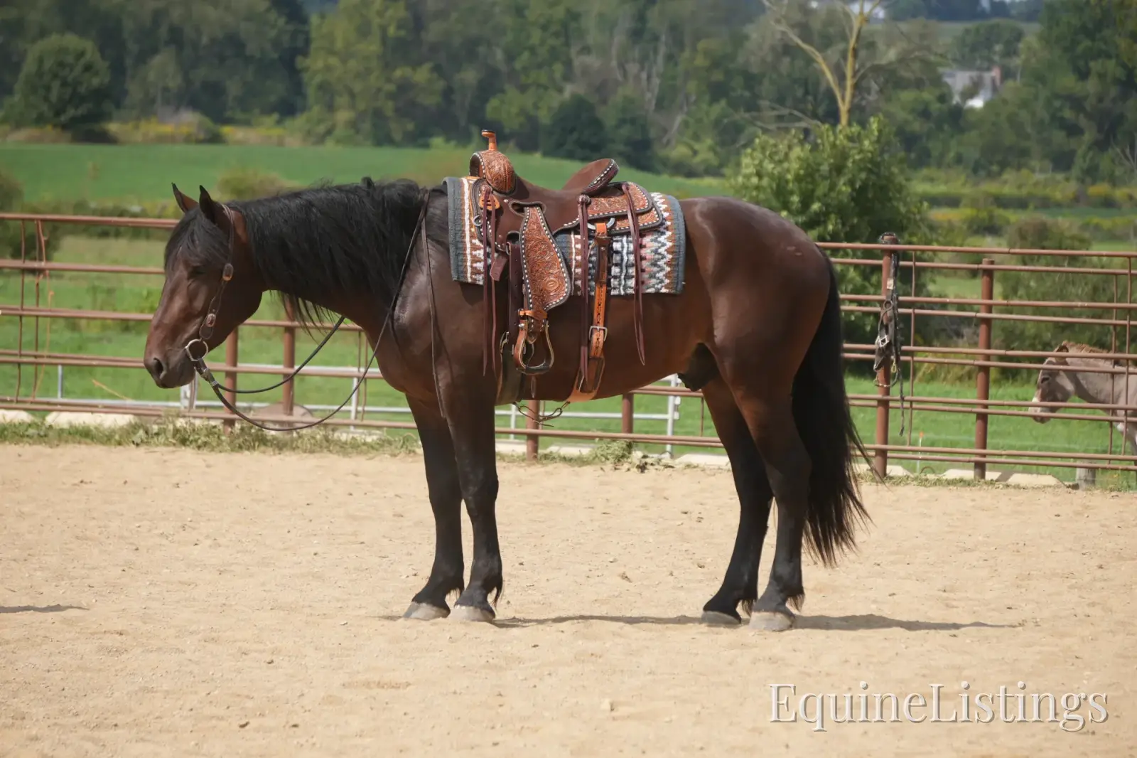 Memphis Bay Gelding Draft Cross - Photo 4