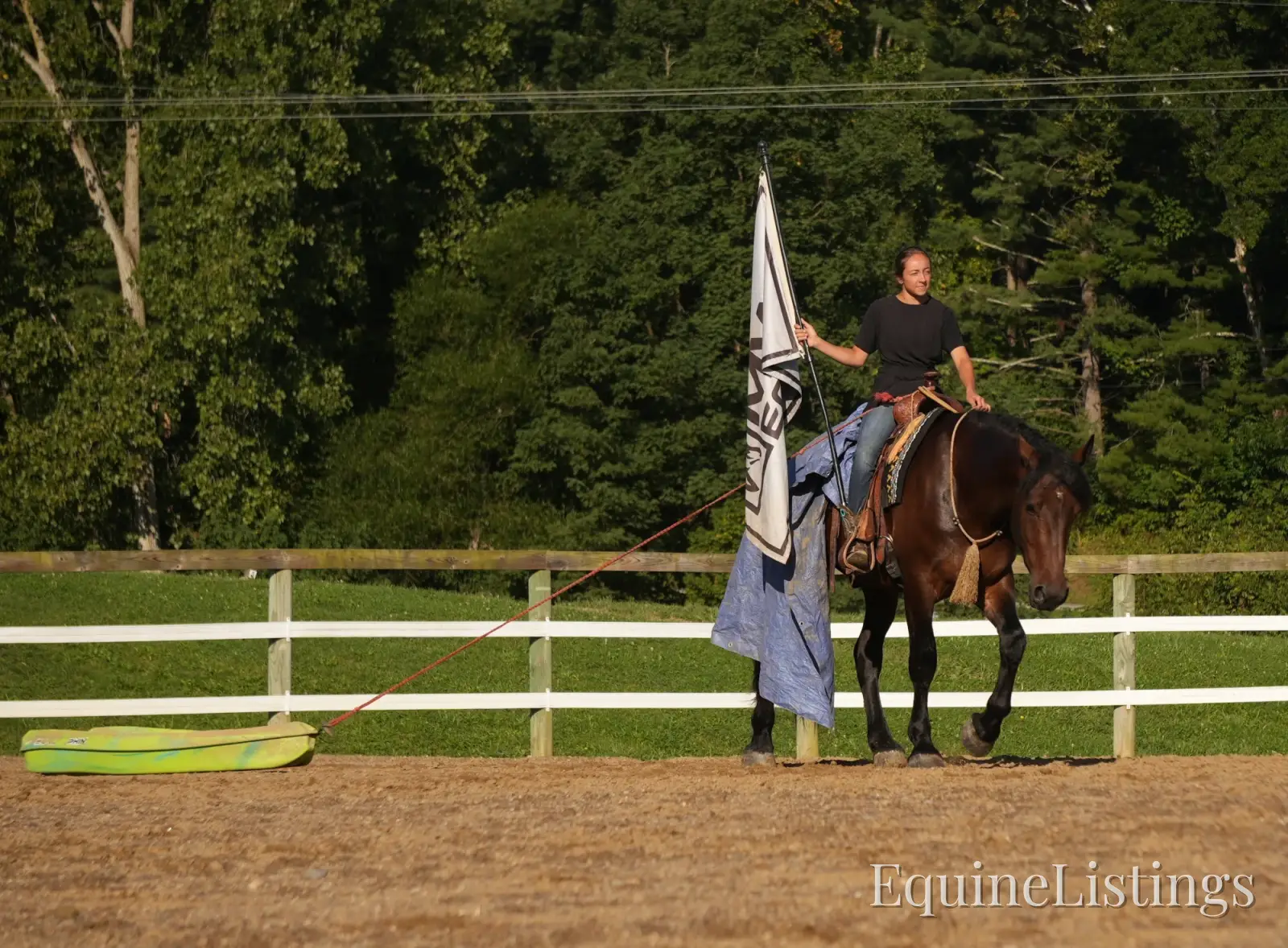 Memphis Bay Gelding Draft Cross - Photo 5