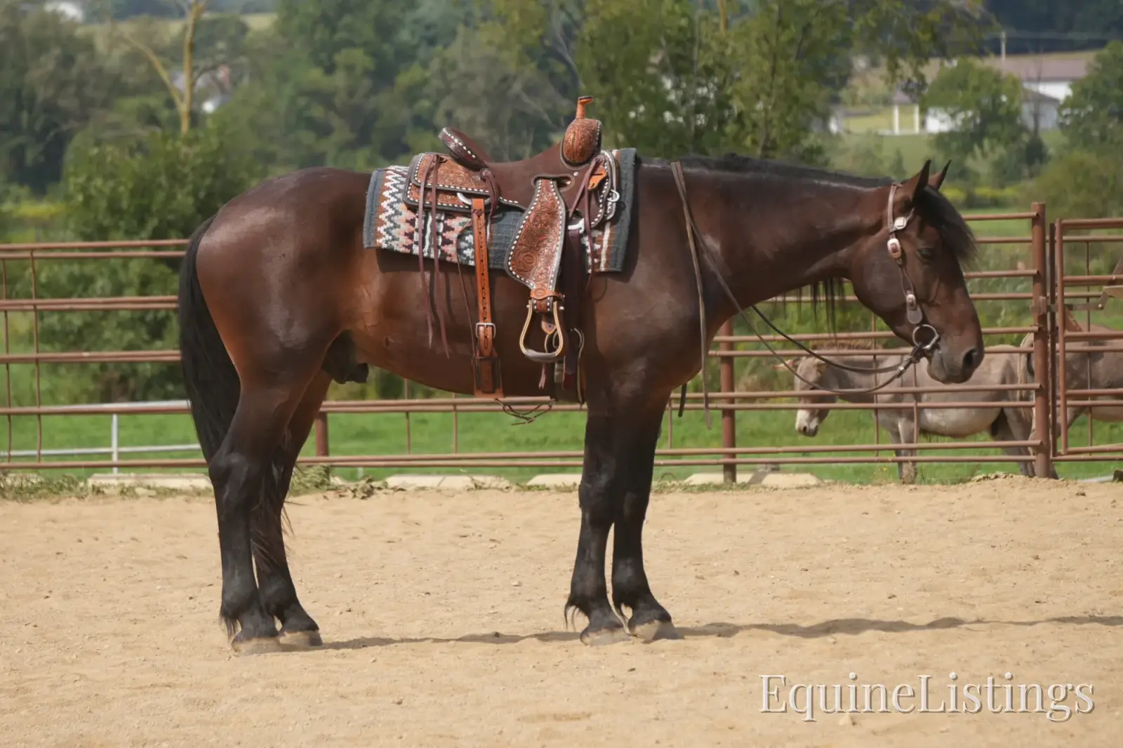 Memphis Bay Gelding Draft Cross - Photo 6