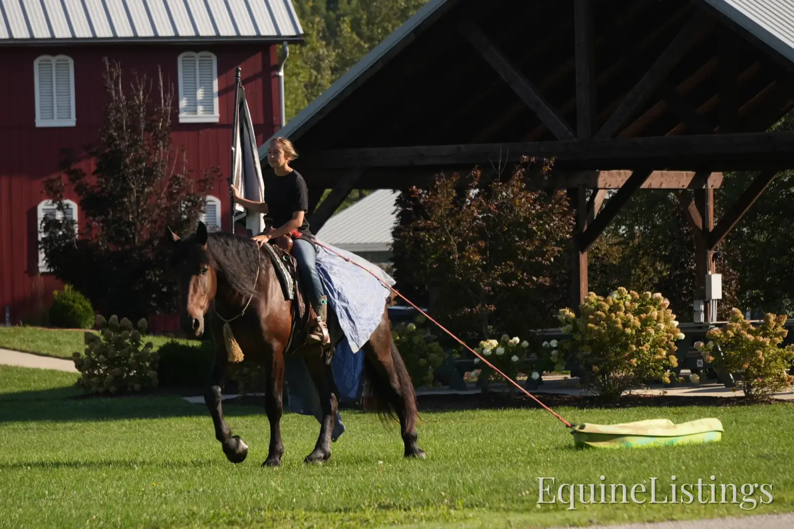 Memphis Bay Gelding Draft Cross - Photo 7
