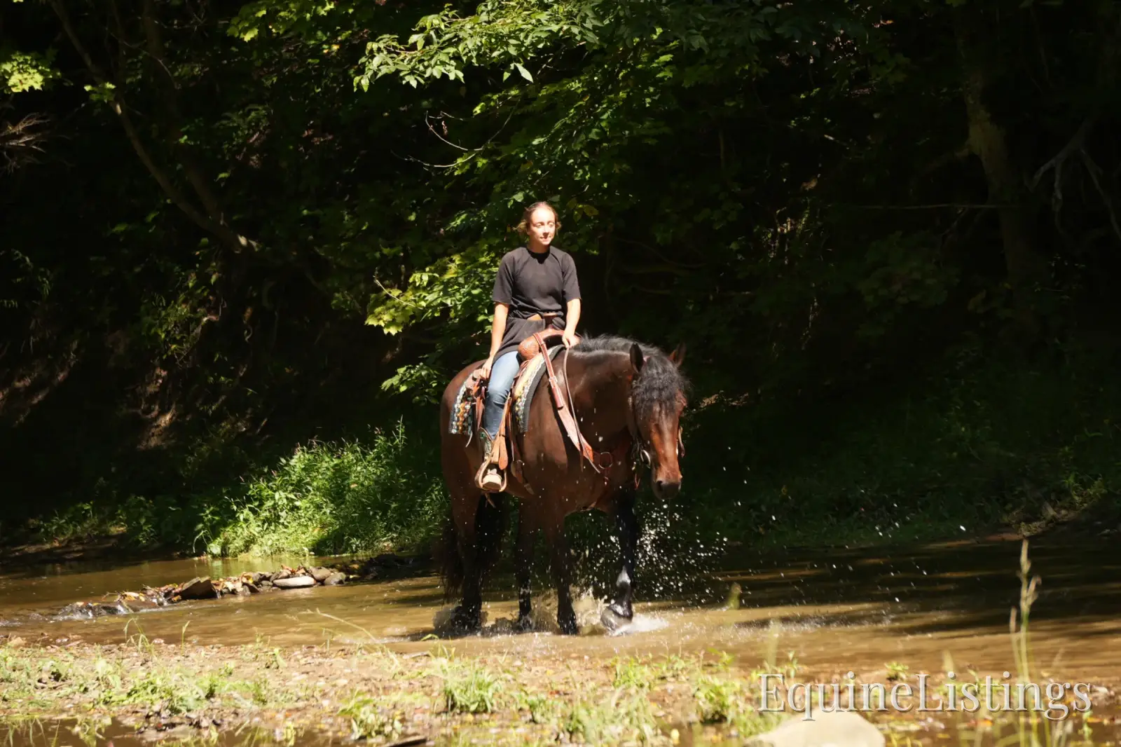 Memphis Bay Gelding Draft Cross - Photo 9