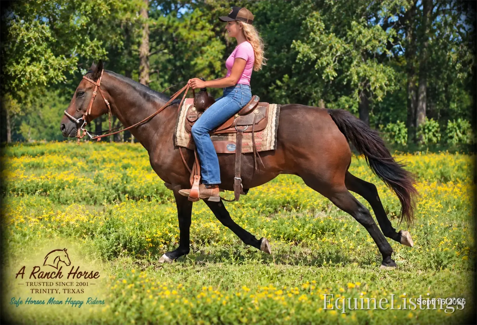 Cat Bay Mare Appendix