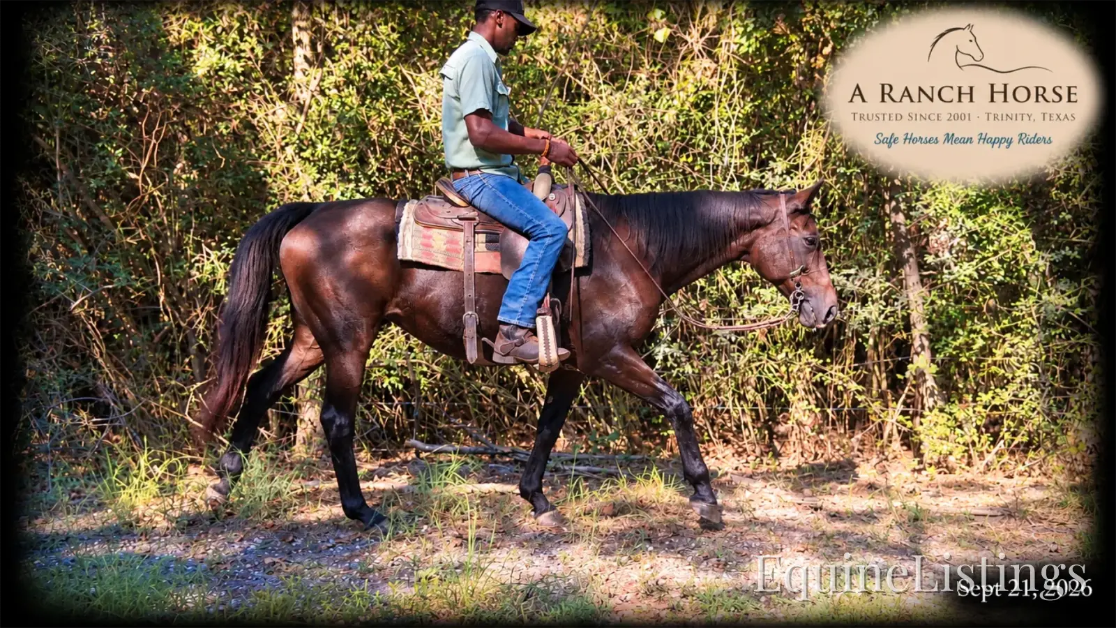 Cat Bay Mare Appendix - Photo 2