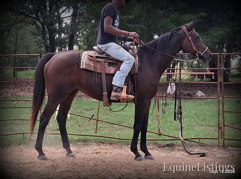 Cat Bay Mare Appendix - Photo 3