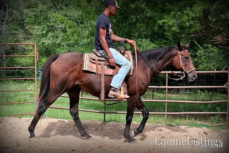 Cat Bay Mare Appendix - Photo 4