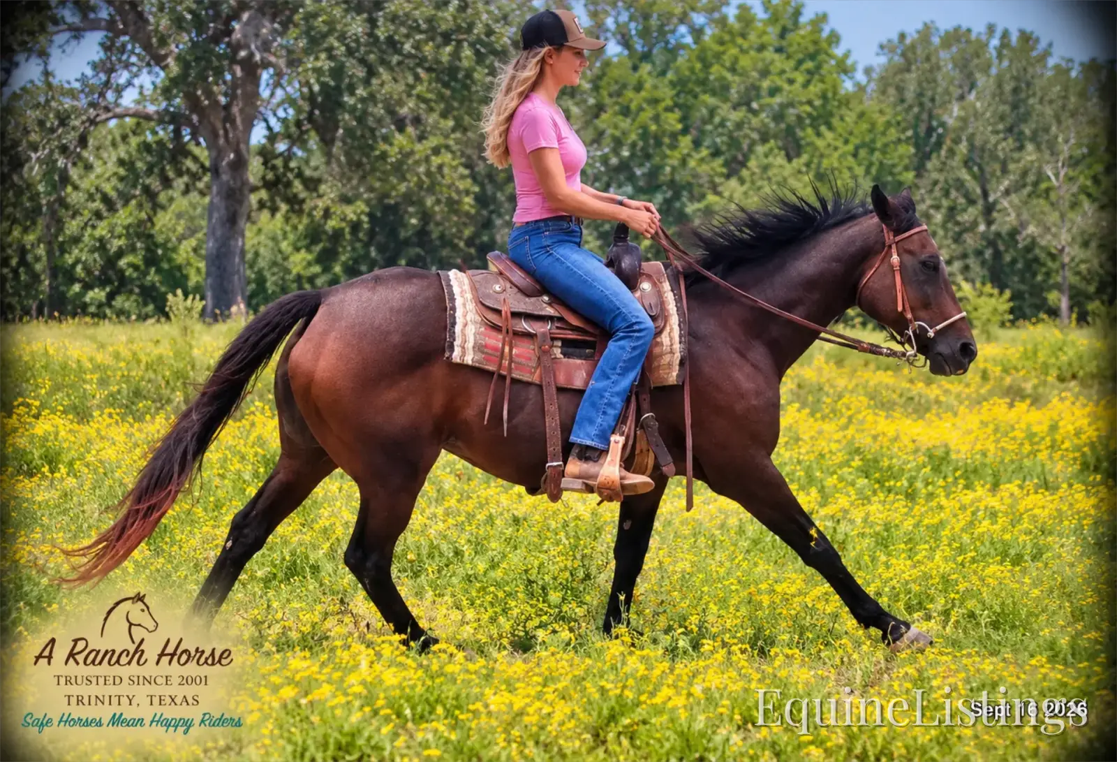 Cat Bay Mare Appendix - Photo 6