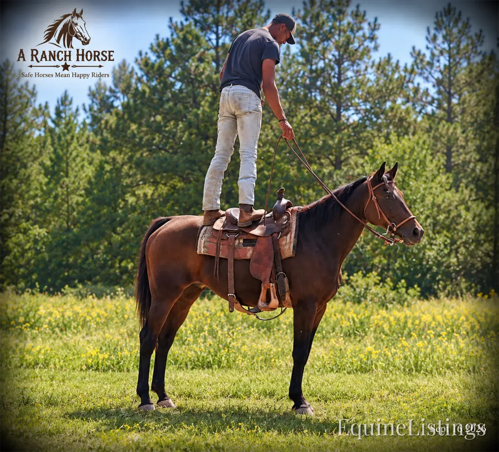 Cat Bay Mare Appendix - Photo 7