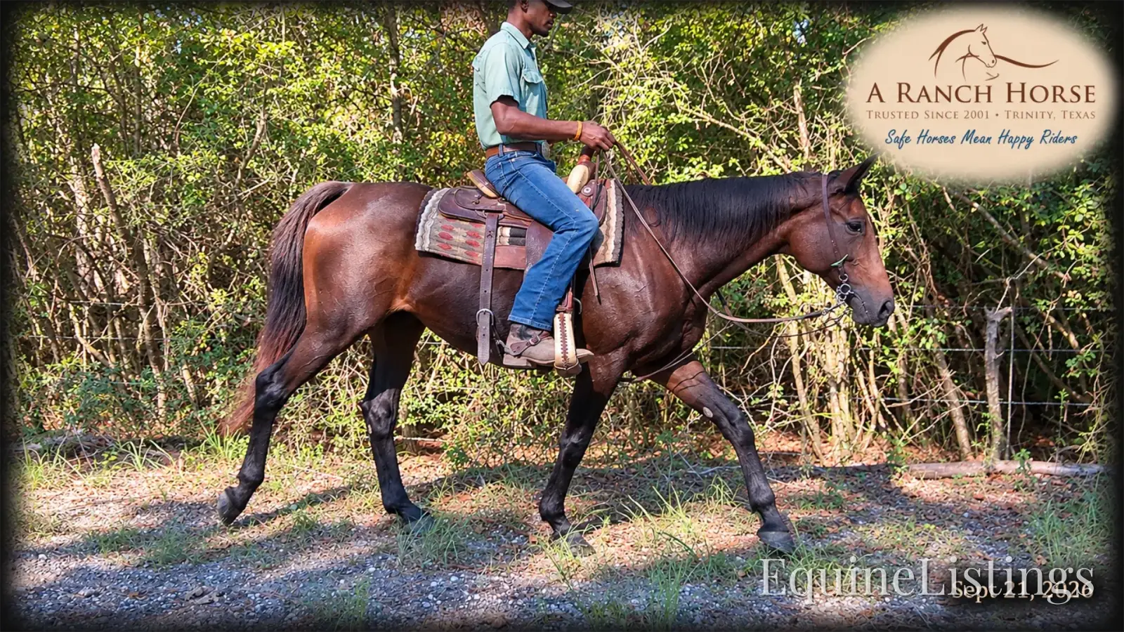 Cat Bay Mare Appendix - Photo 8