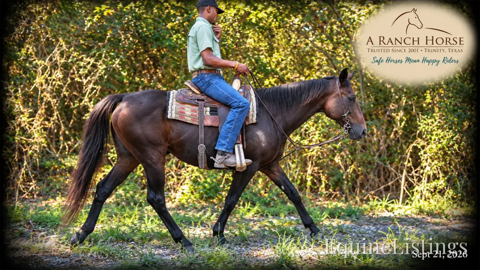 Cat Bay Mare Appendix - Photo 9