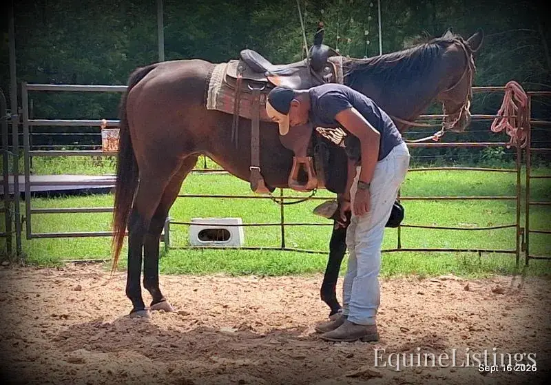 Cat Bay Mare Appendix - Photo 10