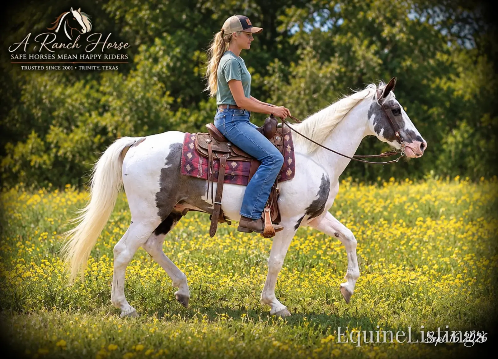 Cosmo Blue Roan Gelding Spotted Saddle Horse