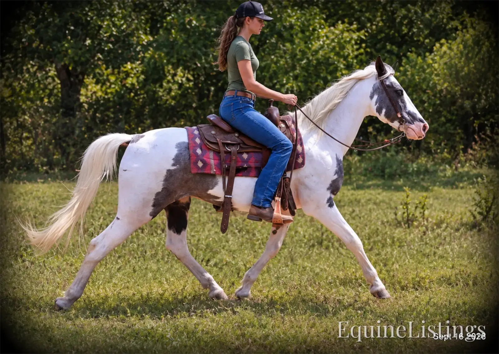Cosmo Blue Roan Gelding Spotted Saddle Horse - Photo 11