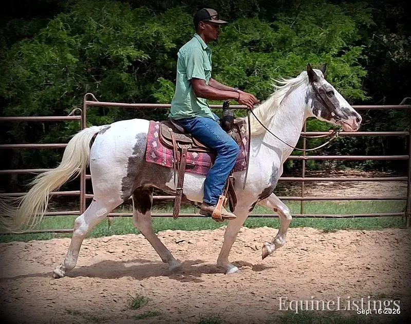 Cosmo Blue Roan Gelding Spotted Saddle Horse - Photo 12