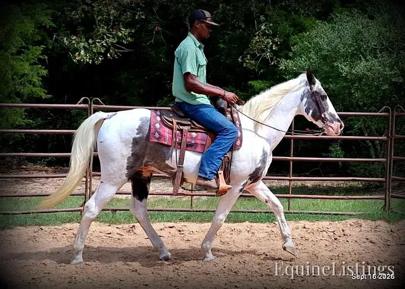 Cosmo Blue Roan Gelding Spotted Saddle Horse - Photo 2