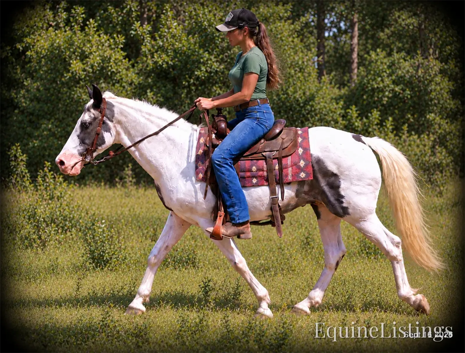 Cosmo Blue Roan Gelding Spotted Saddle Horse - Photo 3