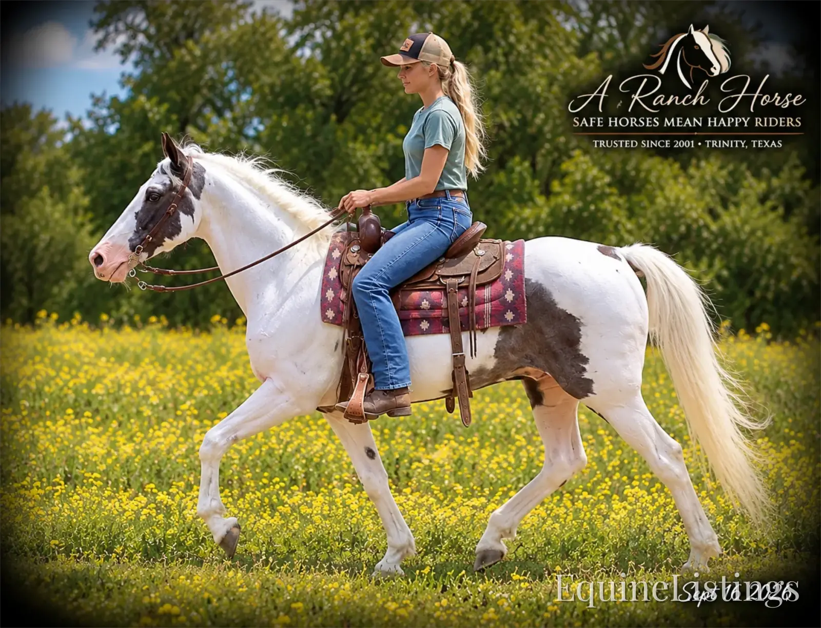 Cosmo Blue Roan Gelding Spotted Saddle Horse - Photo 4