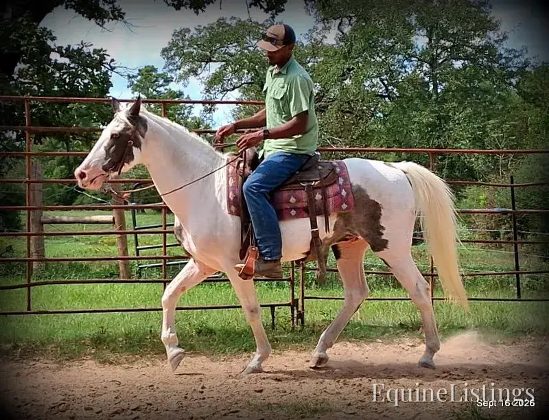 Cosmo Blue Roan Gelding Spotted Saddle Horse - Photo 5