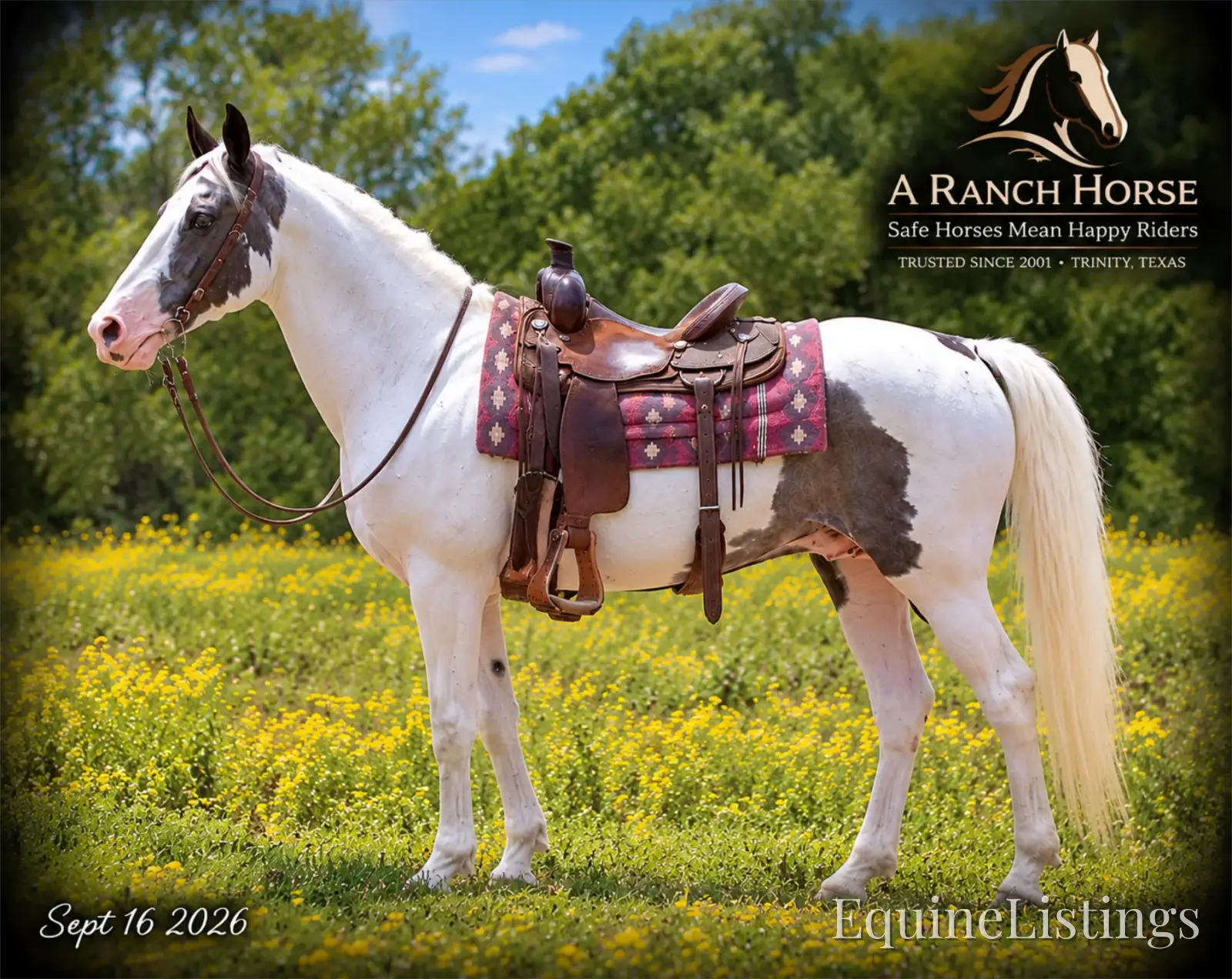 Cosmo Blue Roan Gelding Spotted Saddle Horse - Photo 6