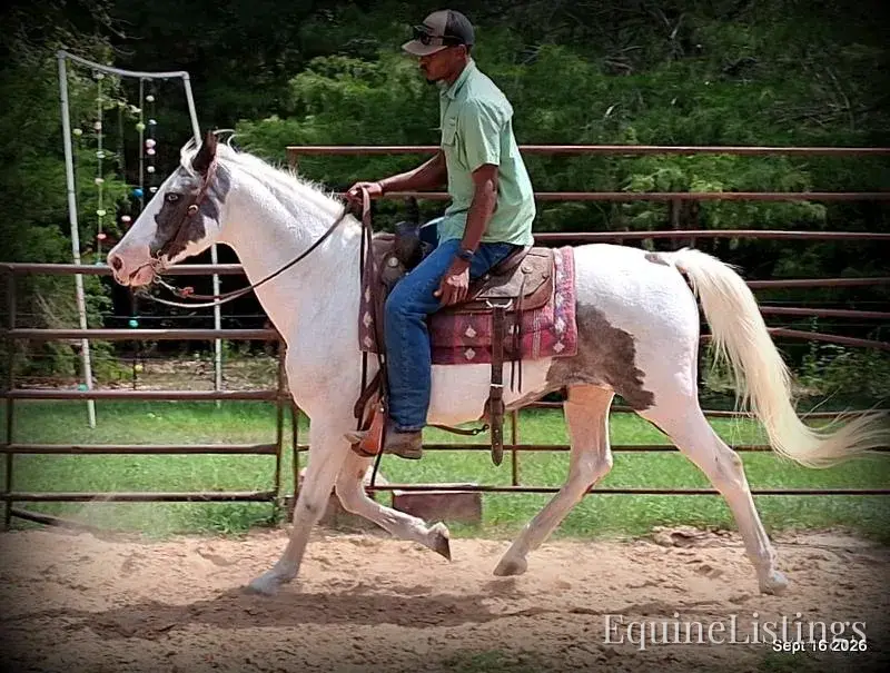 Cosmo Blue Roan Gelding Spotted Saddle Horse - Photo 7