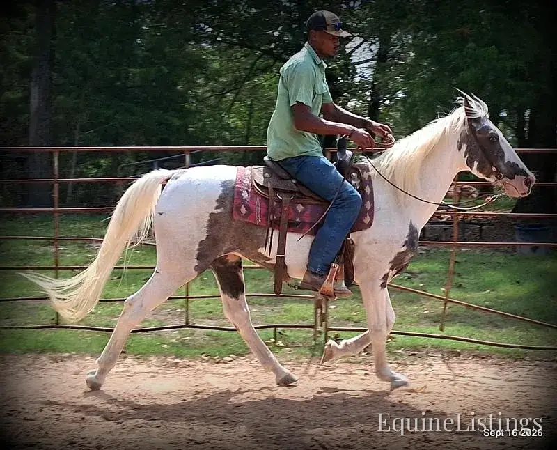 Cosmo Blue Roan Gelding Spotted Saddle Horse - Photo 8