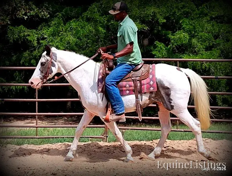 Cosmo Blue Roan Gelding Spotted Saddle Horse - Photo 9