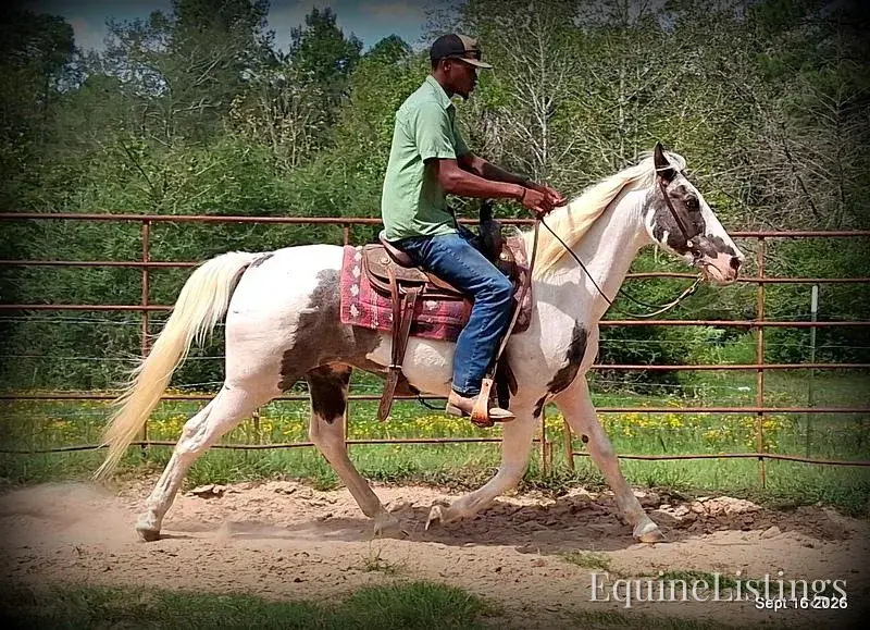 Cosmo Blue Roan Gelding Spotted Saddle Horse - Photo 10