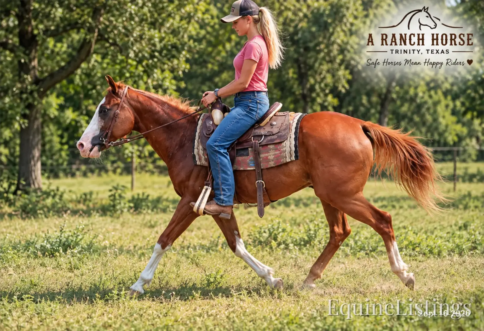 Rocky Sorrel Gelding Paint