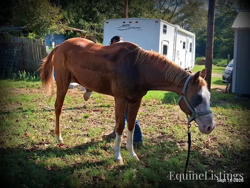 Rocky Sorrel Gelding Paint - Photo 11