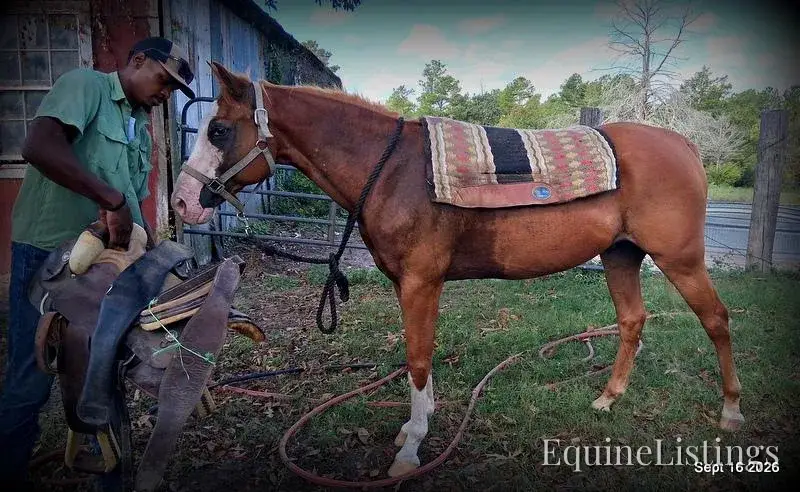 Rocky Sorrel Gelding Paint - Photo 12