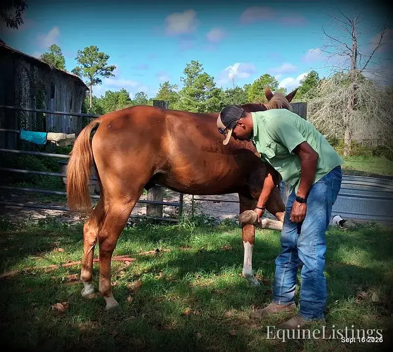 Rocky Sorrel Gelding Paint - Photo 2
