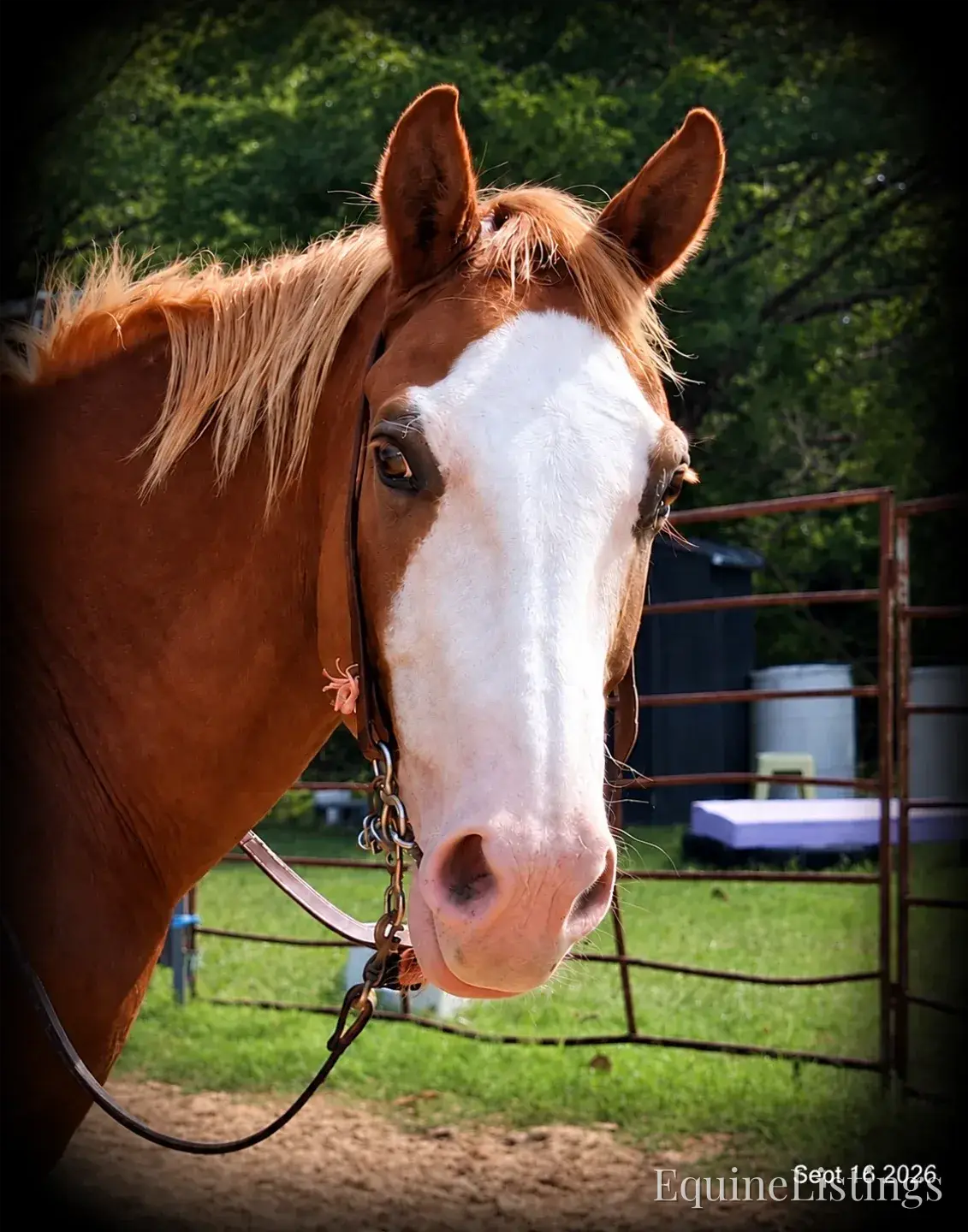 Rocky Sorrel Gelding Paint - Photo 3