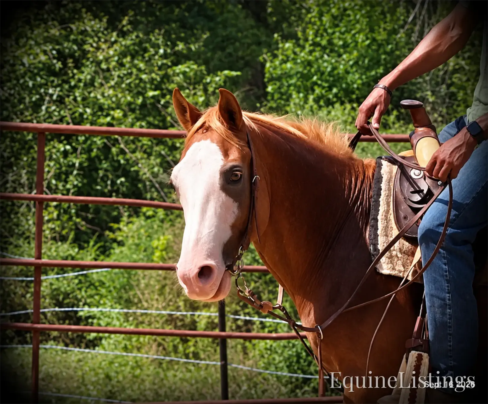 Rocky Sorrel Gelding Paint - Photo 4