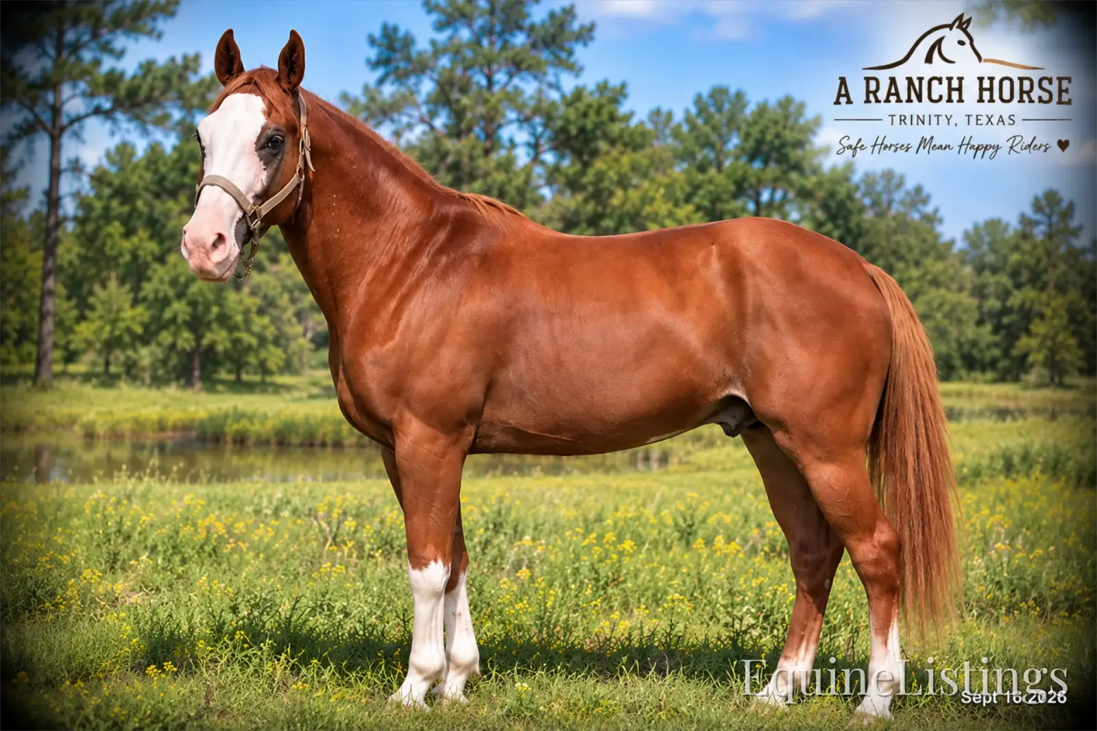 Rocky Sorrel Gelding Paint - Photo 5