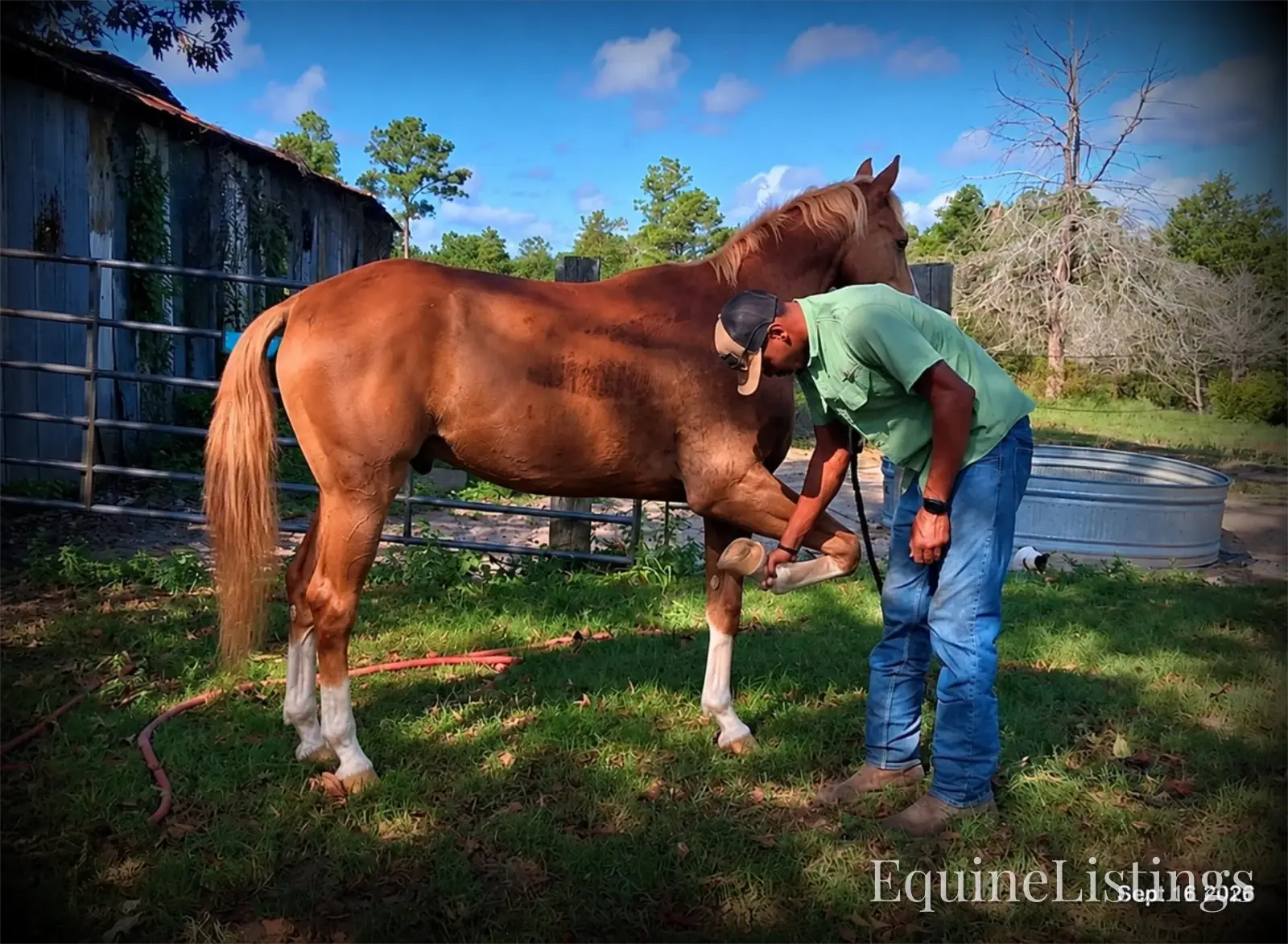 Rocky Sorrel Gelding Paint - Photo 6