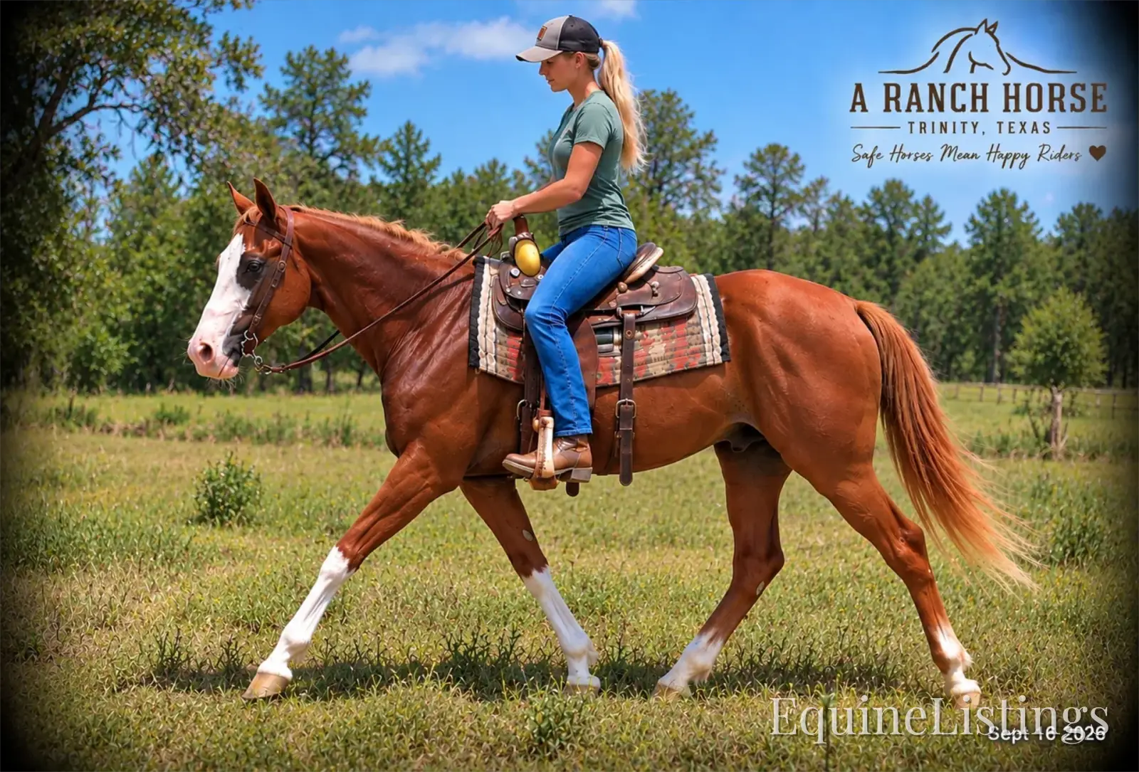 Rocky Sorrel Gelding Paint - Photo 7